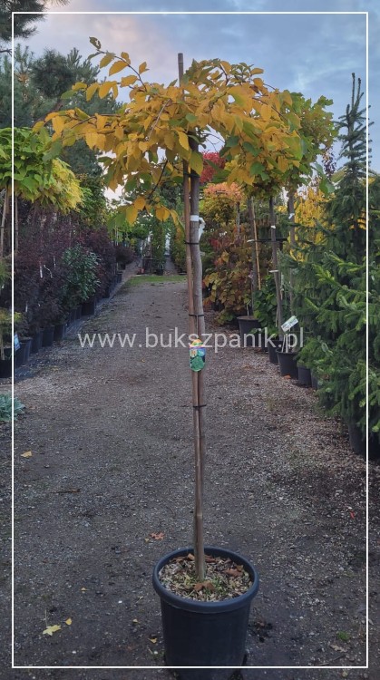 20241011_174338.jpg