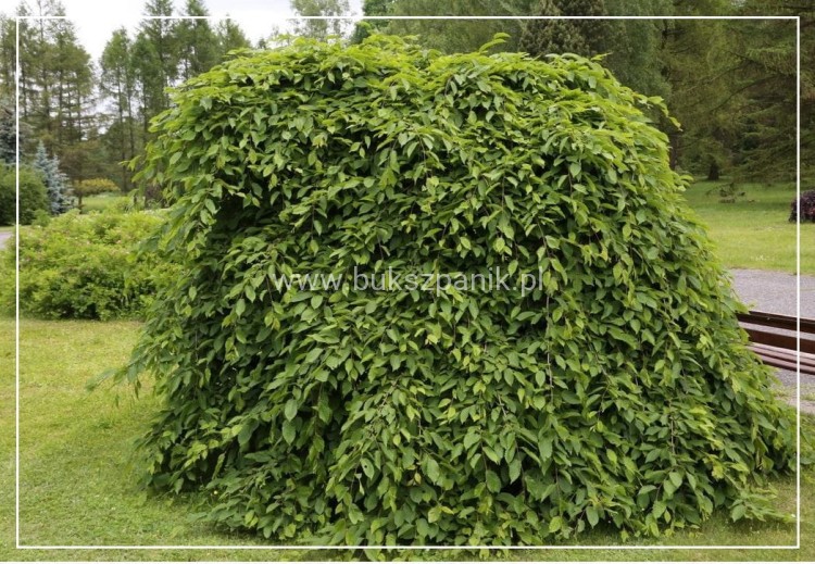Grab pospolity 'Pendula'- Carpinus betulus 20l Pa 110-130cm ob. 8-10cm