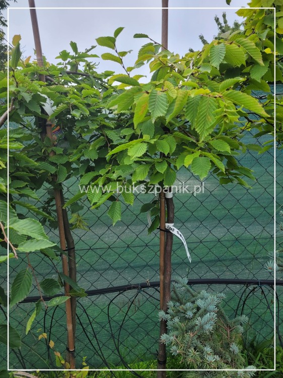 Grab pospolity 'Pendula'- Carpinus betulus 20l Pa 110-130cm ob. 8-10cm