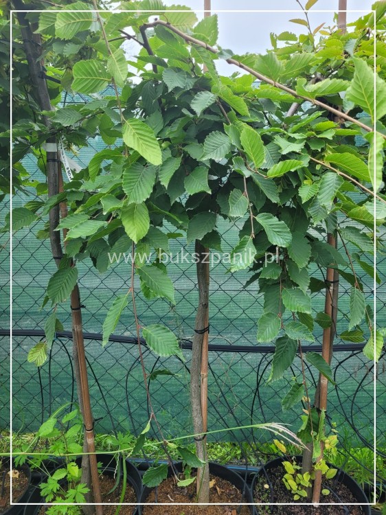 Grab pospolity 'Pendula'- Carpinus betulus 20l Pa 110-130cm ob. 8-10cm