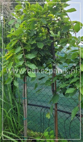Grab pospolity 'Pendula'- Carpinus betulus 20l Pa 110-130cm ob. 8-10cm