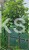 Grab pospolity 'Pendula'- Carpinus betulus 20l Pa 110-130cm ob. 8-10cm