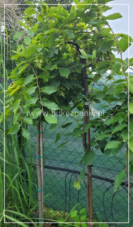 Grab pospolity 'Pendula'- Carpinus betulus 20l Pa 110-130cm ob. 8-10cm