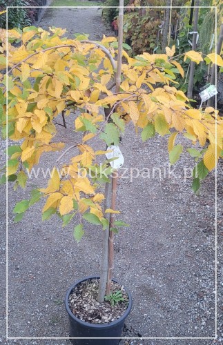 Grab pospolity 'Pendula'- Carpinus betulus 20l Pa 110-130cm ob. 8-10cm