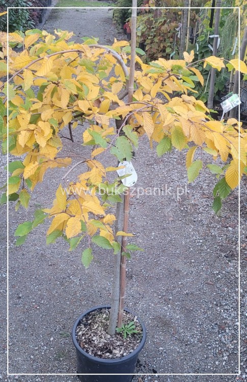 Grab pospolity 'Pendula'- Carpinus betulus 20l Pa 110-130cm ob. 8-10cm