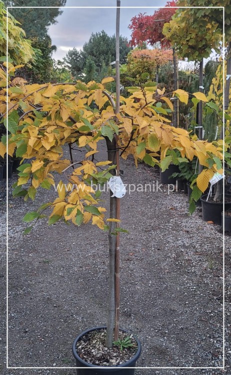 Grab pospolity 'Pendula'- Carpinus betulus 20l Pa 110-130cm ob. 8-10cm