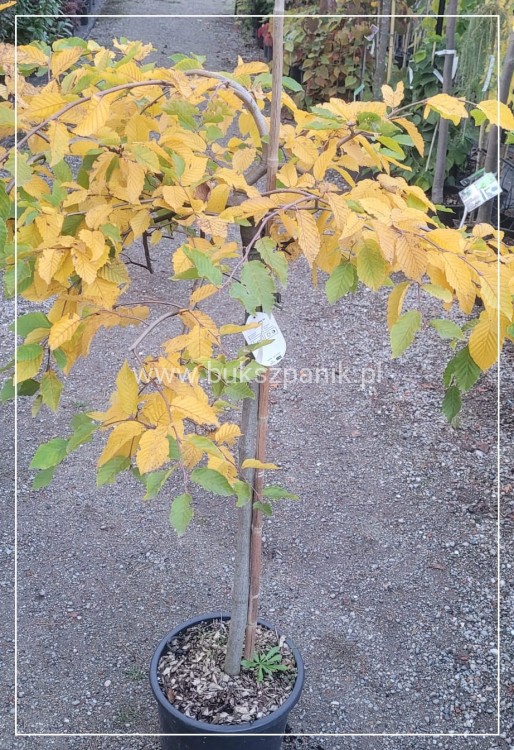 Grab pospolity 'Pendula'- Carpinus betulus 20l Pa 110-130cm ob. 8-10cm