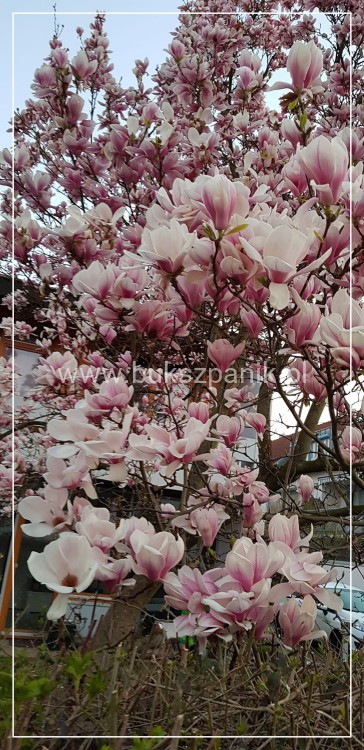 Magnolia soulangeana SATISFACTION - C10, 140cm