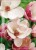 Magnolia soulangeana SATISFACTION - C10, 140cm