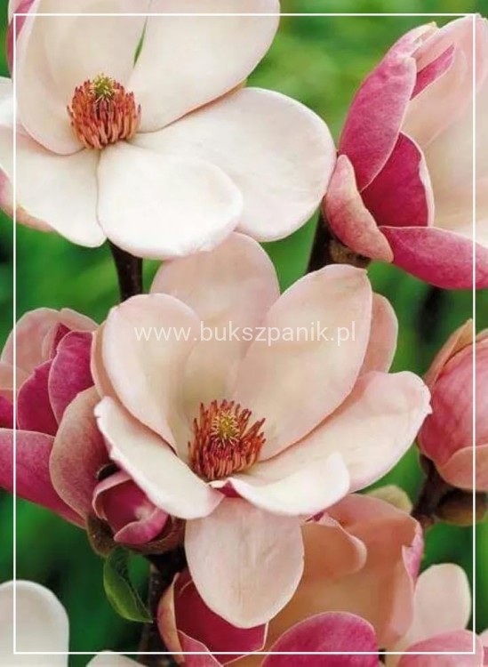 Magnolia soulangeana SATISFACTION - C10, 140cm
