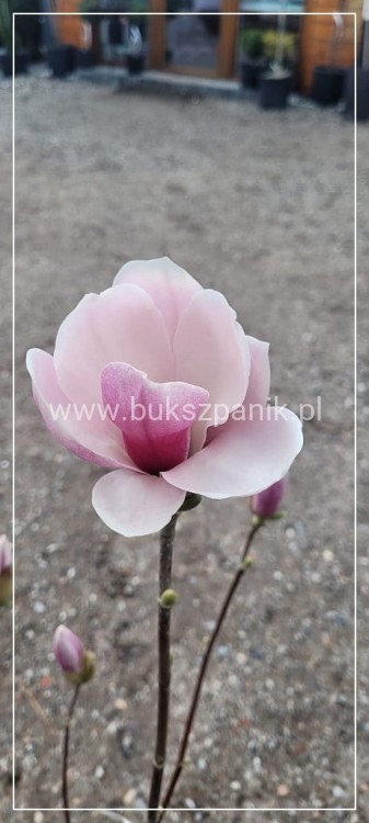 Magnolia soulangeana SATISFACTION - C10, 140cm