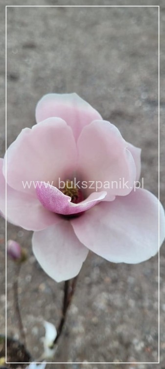 Magnolia soulangeana SATISFACTION - C10, 140cm