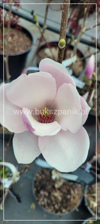 Magnolia soulangeana SATISFACTION - C10, 140cm