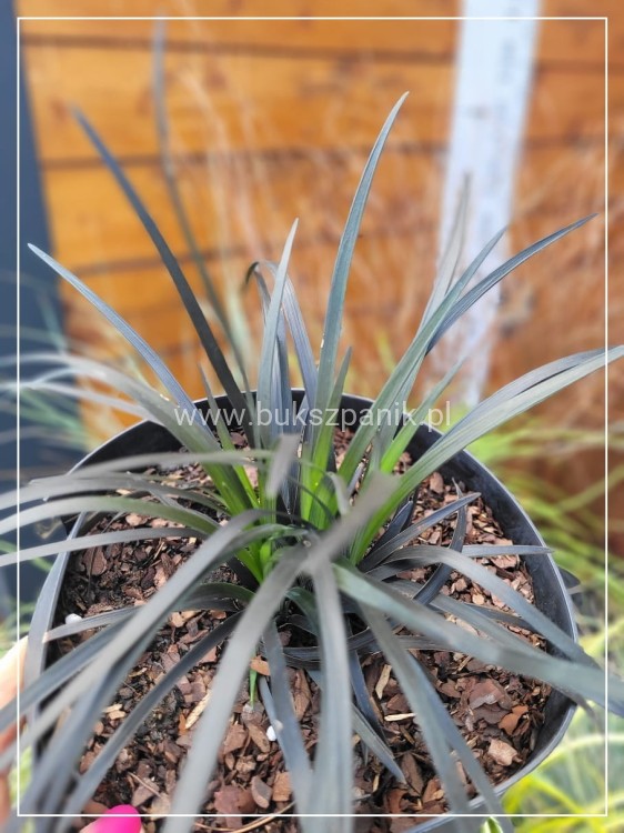 Konwalnik płaskopędowy NIGER - Ophiopogon planiscapus