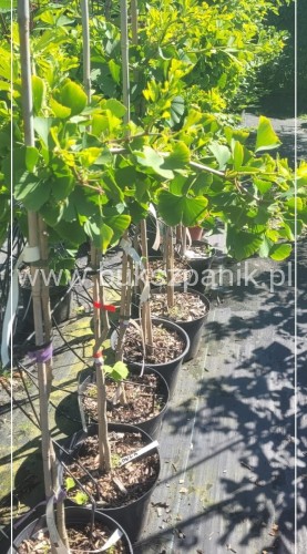 Miłorząb dwuklapowy PENDULA Pa80-100cm - Gingko biloba C3l