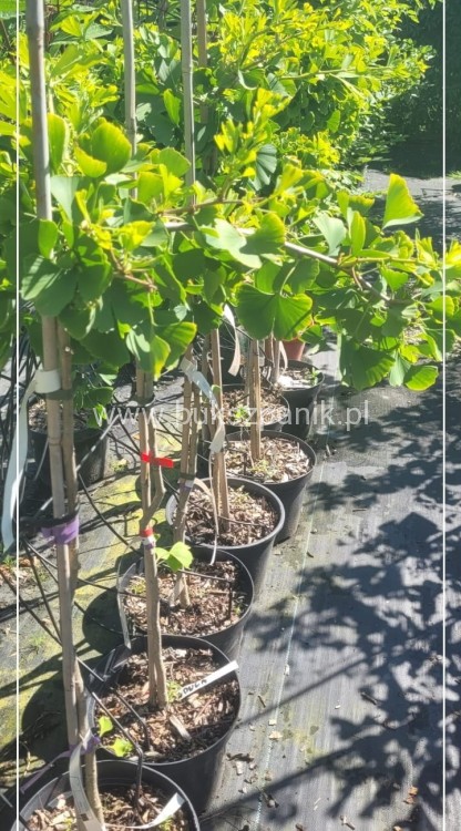 Miłorząb dwuklapowy PENDULA Pa80-100cm - Gingko biloba C3l