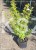 Ligustr jajolistny 'Aureum'- Ligustrum ovalifolium 'Aureum'