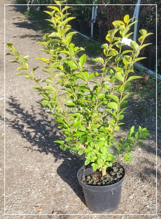 Ligustr jajolistny 'Aureum'- Ligustrum ovalifolium 'Aureum'