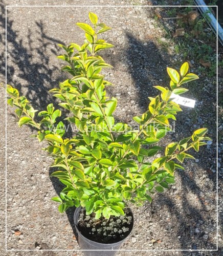 Ligustr jajolistny 'Aureum'- Ligustrum ovalifolium 'Aureum'