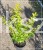 Ligustr jajolistny 'Aureum'- Ligustrum ovalifolium 'Aureum'