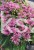 Pysznogłówka dwoista- Monarda didyma BALMY PINK