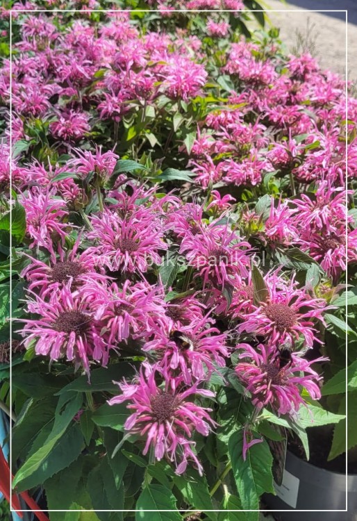 Pysznogłówka dwoista- Monarda didyma BALMY PINK
