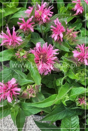 Pysznogłówka dwoista- Monarda didyma BALMY PINK