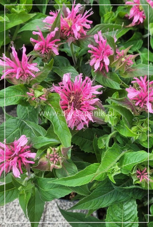 Pysznogłówka dwoista- Monarda didyma BALMY PINK