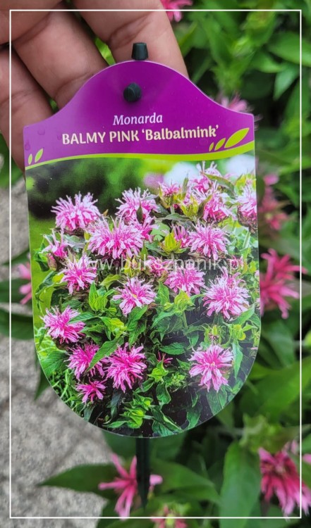 Pysznogłówka dwoista- Monarda didyma BALMY PINK