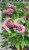 Pysznogłówka dwoista- Monarda didyma BALMY PINK