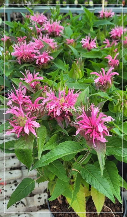 Pysznogłówka dwoista- Monarda didyma BALMY PINK