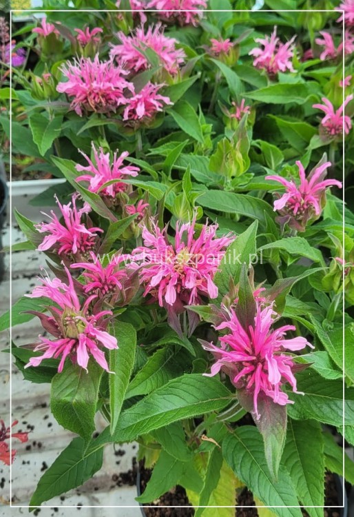 Pysznogłówka dwoista- Monarda didyma BALMY PINK