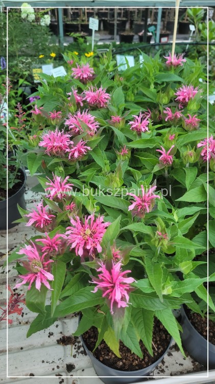 Pysznogłówka dwoista- Monarda didyma BALMY PINK
