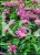 Pysznogłówka dwoista- Monarda didyma BALMY PINK