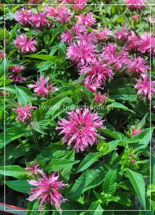 Pysznogłówka dwoista- Monarda didyma BALMY PINK