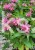 Pysznogłówka dwoista- Monarda didyma BALMY PINK