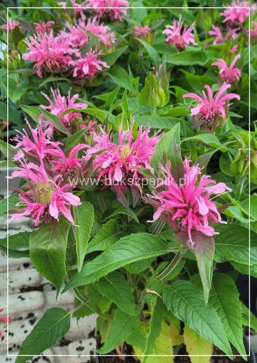 Pysznogłówka dwoista- Monarda didyma BALMY PINK