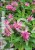 Pysznogłówka dwoista- Monarda didyma BALMY PINK