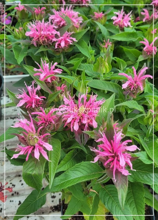 Pysznogłówka dwoista- Monarda didyma BALMY PINK