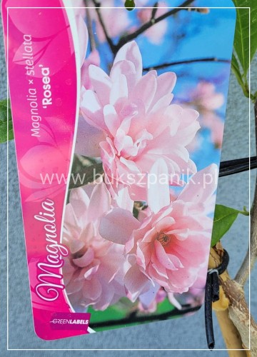 Magnolia gwiaździsta Magnolia stellata Rosea C10l