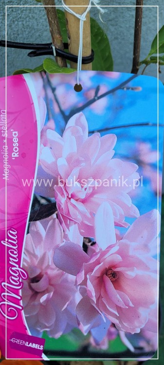 Magnolia gwiaździsta Magnolia stellata Rosea C10l