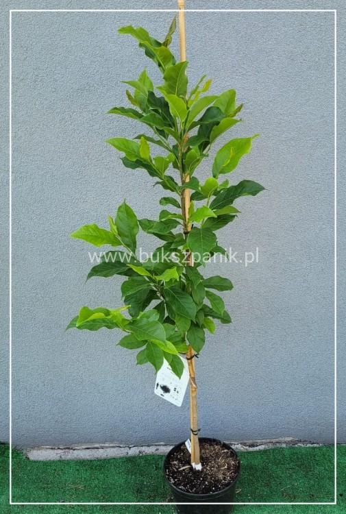 Magnolia gwiaździsta Magnolia stellata Rosea C10l