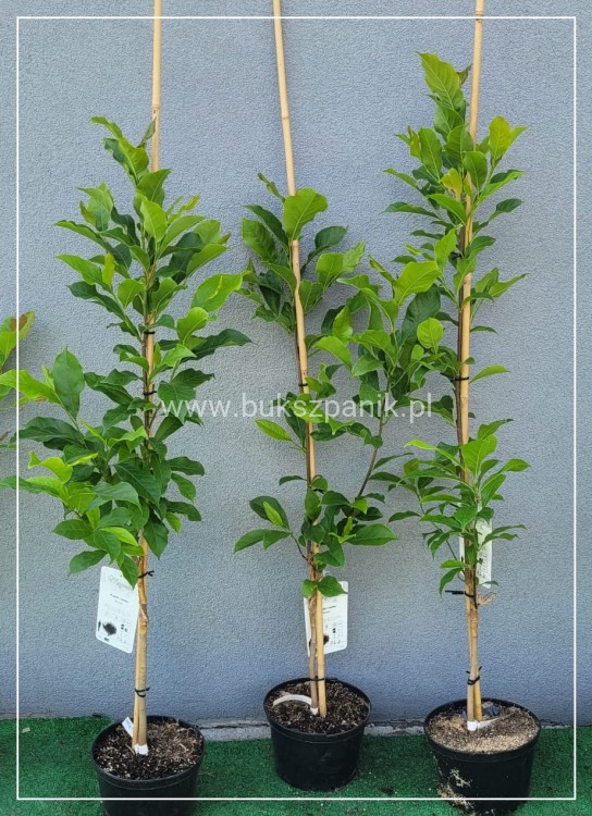 Magnolia gwiaździsta Magnolia stellata Rosea C10l