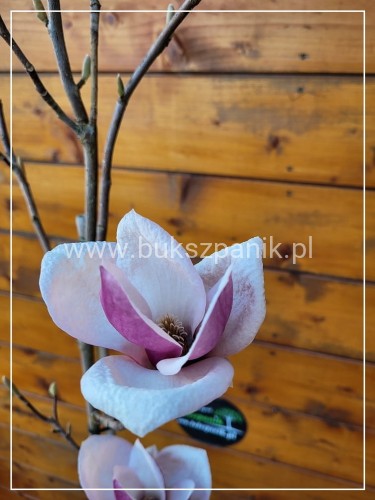 Magnolia pośrednia- Magnolia x Soulangeana Lennei 1,2-1,5m