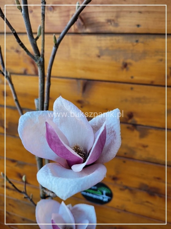 Magnolia pośrednia- Magnolia x Soulangeana Lennei 1,2-1,5m