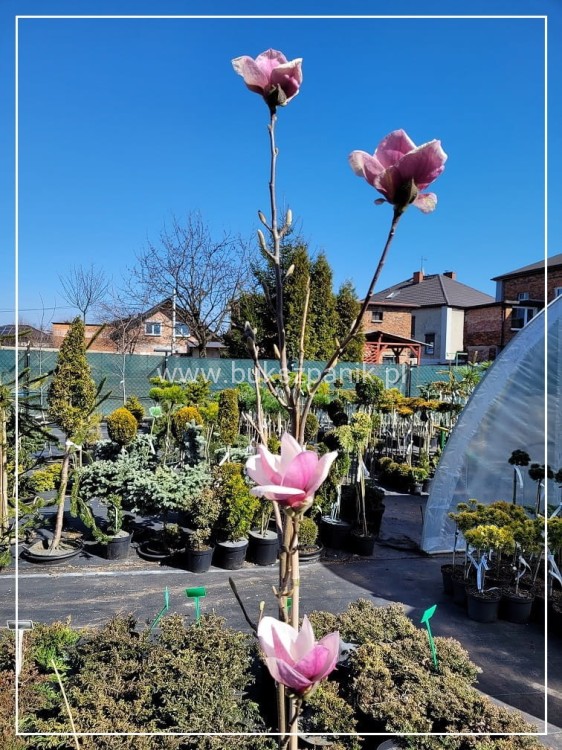 Magnolia pośrednia- Magnolia x Soulangeana Lennei 1,2-1,5m