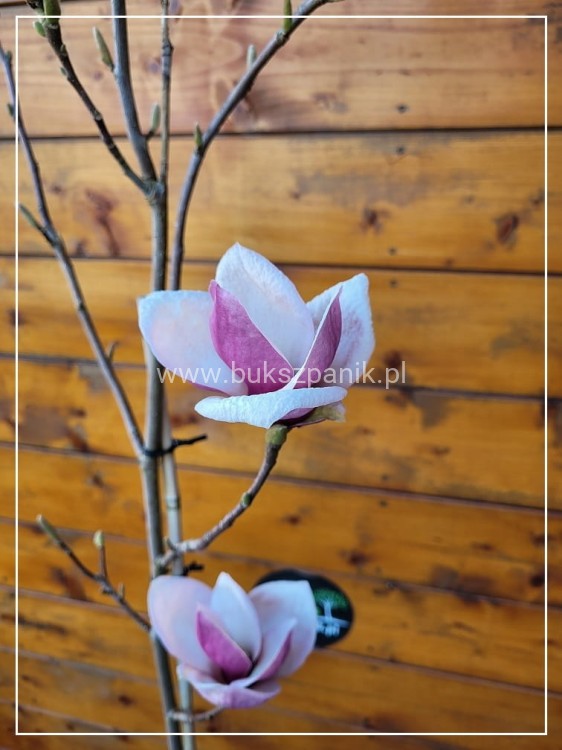 Magnolia pośrednia- Magnolia x Soulangeana Lennei 1,2-1,5m