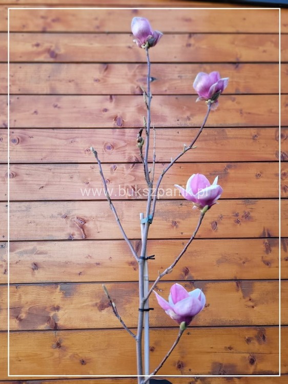 Magnolia pośrednia- Magnolia x Soulangeana Lennei 1,2-1,5m