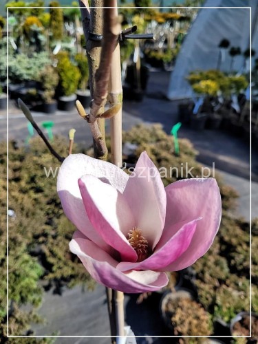 Magnolia pośrednia- Magnolia x Soulangeana Lennei 1,2-1,5m