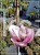 Magnolia pośrednia- Magnolia x Soulangeana Lennei 1,2-1,5m